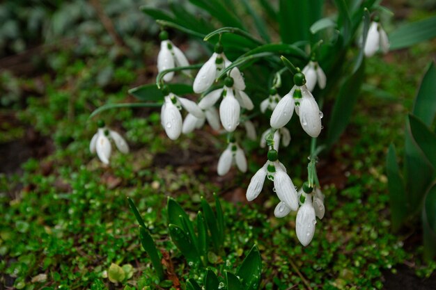 perce-neige dans le jardin faible profondeur de champ