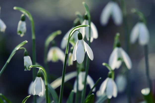 Perce-neige dans la neige