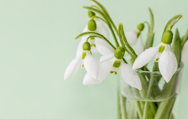 perce-neige dans un verre de tequila sur fond bleu ou vert bonjour printemps concept