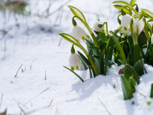 Perce neige avec fleur