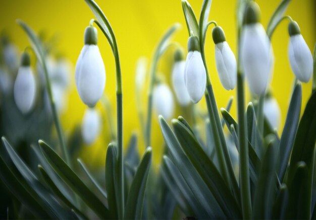 Les perce-neige fleurissent dans la forêt.