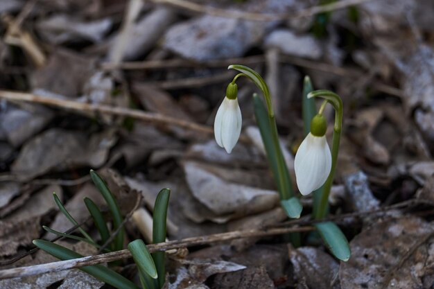 Les perce-neige fleurissent sur la pelouse du jardin. Le perce-neige est un symbole du printemps. Snowdrop, ou Galanthus (latin Galanthus), est un genre d'herbes vivaces de la famille des Amaryllis (Amaryllidaceae).