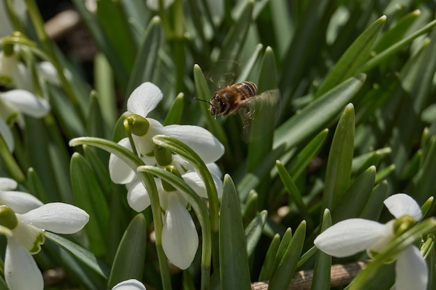 Les perce-neige fleurissent sur la pelouse du jardin Le perce-neige est un symbole du printemps