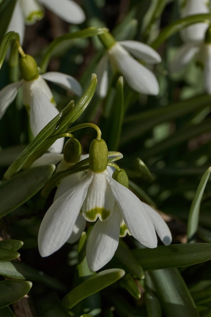 Les perce-neige fleurissent sur la pelouse du jardin Le perce-neige est un symbole du printemps