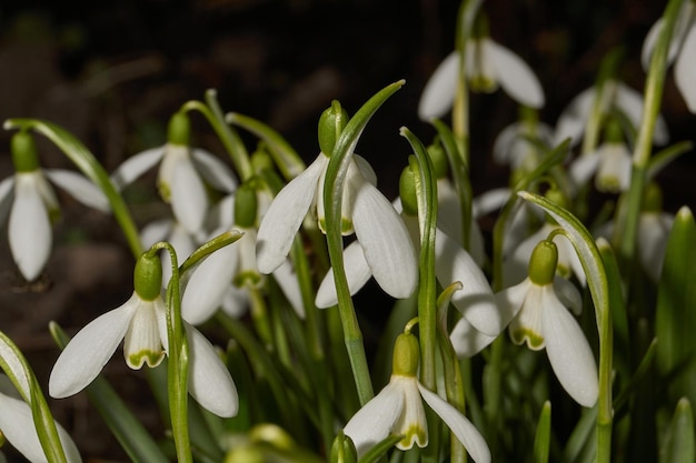 Les perce-neige fleurissent sur la pelouse du jardin Le perce-neige est un symbole du printemps