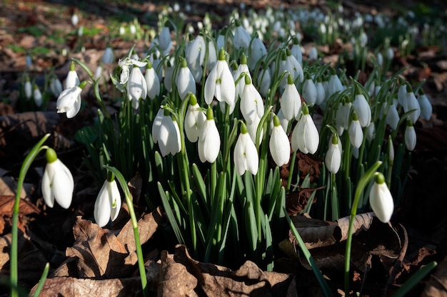 Photo perce-neige floraison en janvier à folkington east sussex