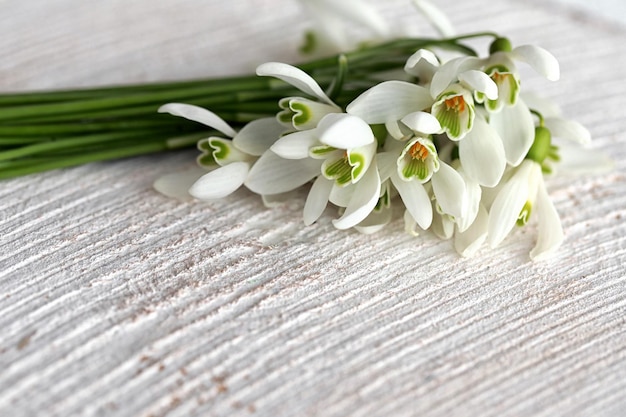 Photo perce-neige sur fond de bois