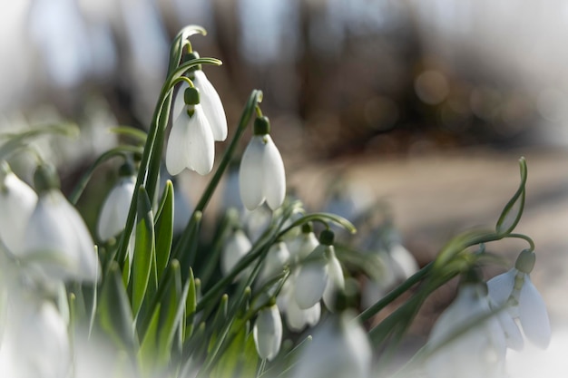 Perce-neige sur un fond naturel flou