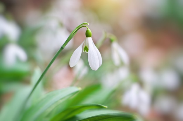 Perce-neige en forêt