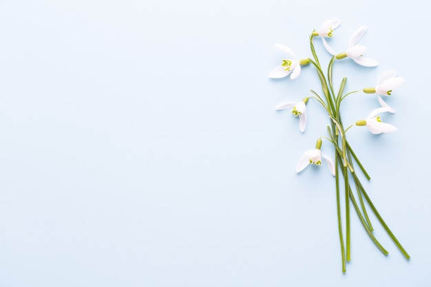 Perce-neige fraîche sur fond bleu avec place pour le texte.