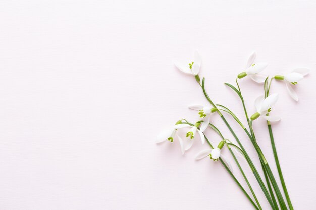 Perce-neige fraîche sur rose avec place pour le texte.