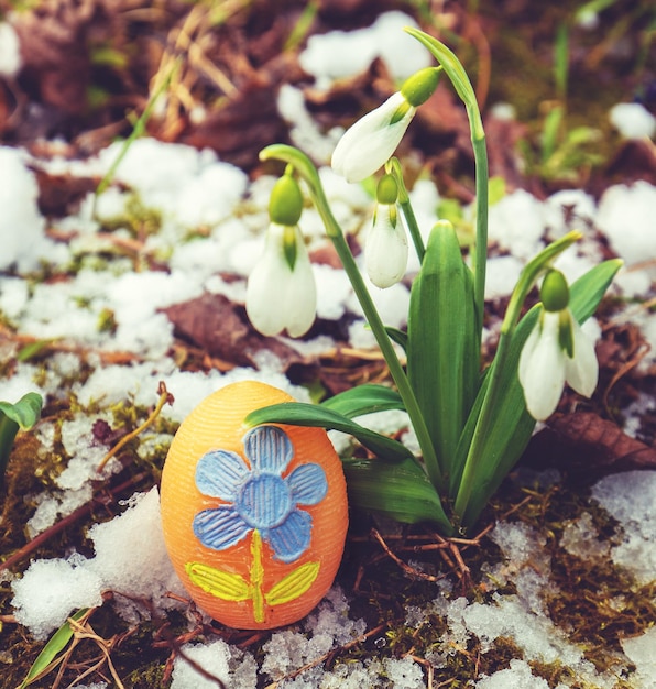 Photo perce-neige galanthus en fleurs au début du printemps avec un oeuf peint