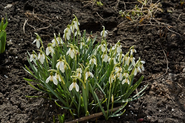 Perce-neige ou Galanthus lat Galanthus fleurissent sur la pelouse du jardin