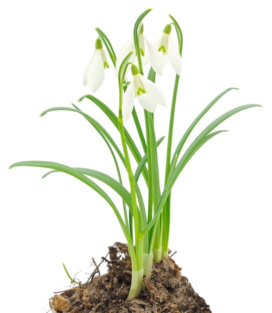 Perce-neige (Galanthus nivalis) sur blanc