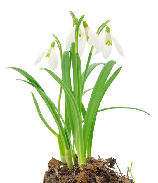 Perce-neige (Galanthus nivalis) sur fond blanc