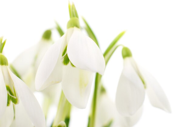 Perce-neige (Galanthus nivalis) sur fond blanc