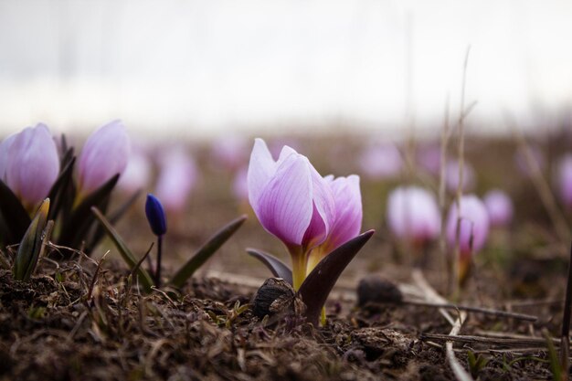 Les perce-neige des montagnes ont poussé au printemps