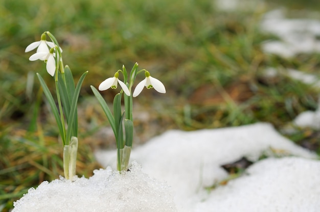 Perce-neige et neige