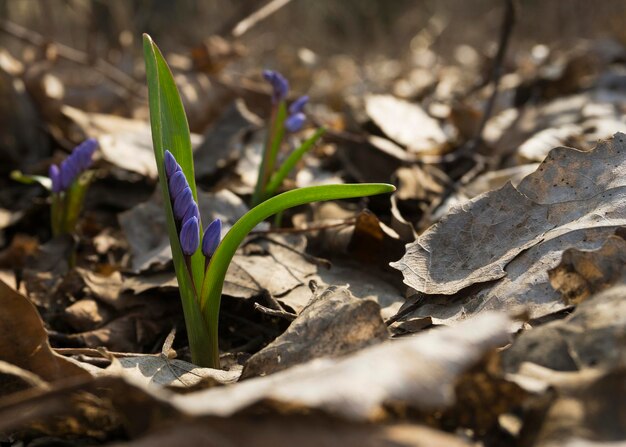 Perce-neige sur la pelouse qui pousse parmi les feuilles au début du printemps 3