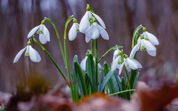 Photo perce-neige les premières fleurs du printemps plante rare mise au point sélective