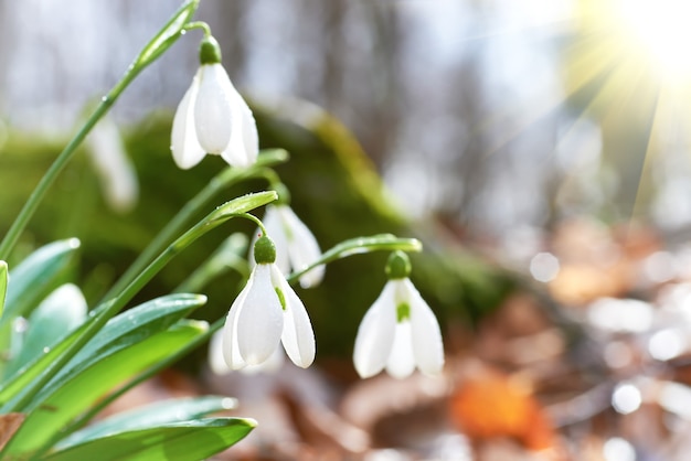 Perce-neige premières fleurs de printemps et lumière du soleil avec des rayons dans la forêt