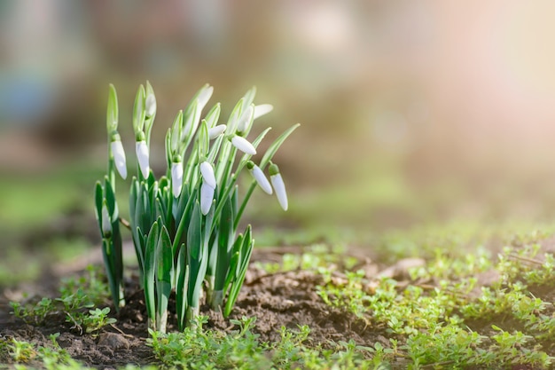 Perce-neige de printemps au soleil