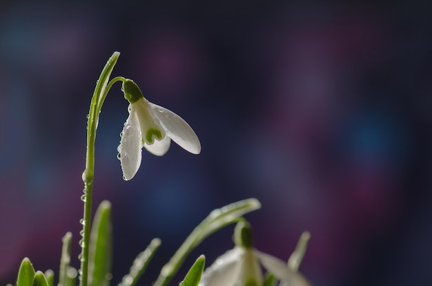 Perce-neige de printemps avec des gouttes de rosée sur les fleurs