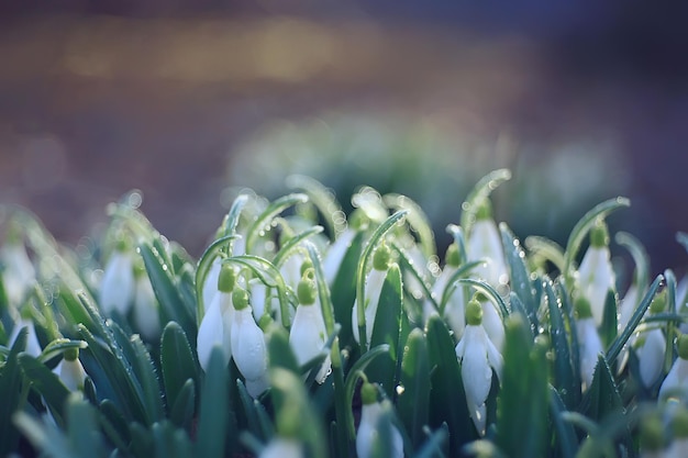 perce-neige sauvages blancs dans la forêt printanière, belles fleurs sauvages en mars