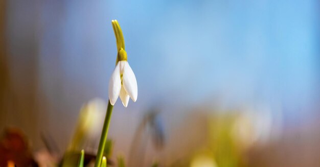 Perce-neige se bouchent dans la forêt printanière sur fond d'arbres et de ciel bleu