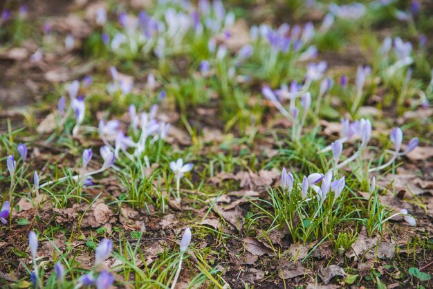 Les perce-neige violets en fleurs se bouchent. le printemps arrive