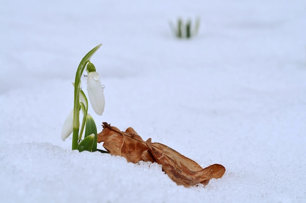 Perce neige