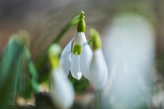 perce-neige