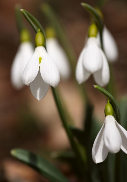 perce-neige