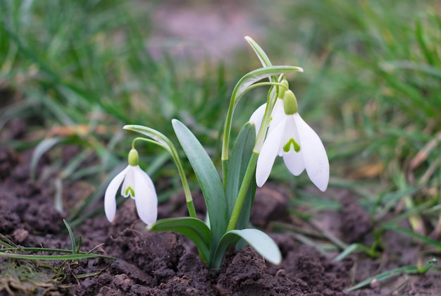 Perce-neige