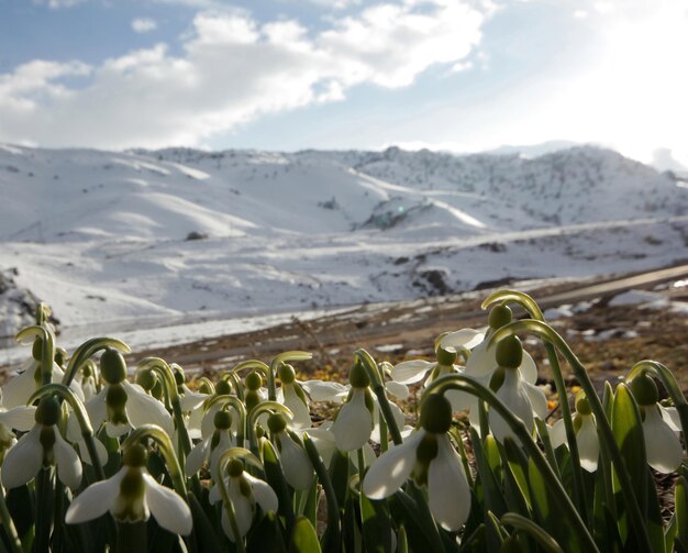 Perce-neige