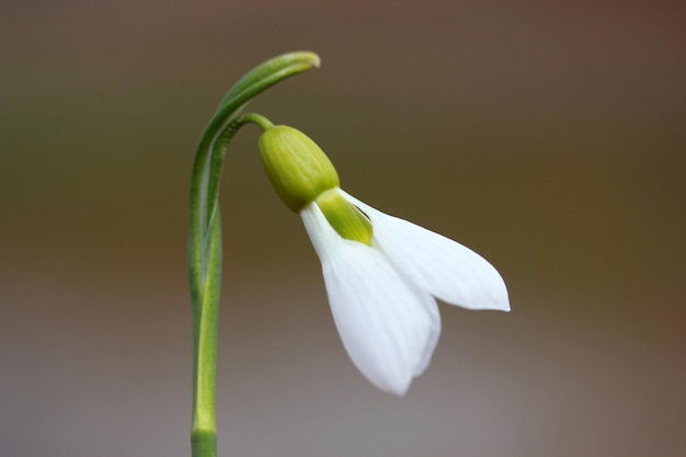 Perce-neige