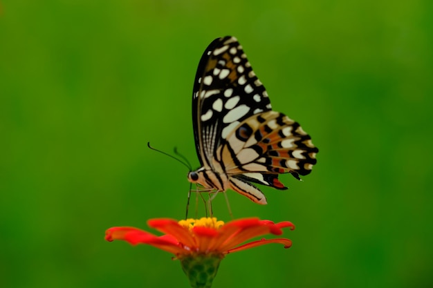 Perche papillon machaon citron vert sur fleur de zinnia. papillon suce le nectar des fleurs. insecte.