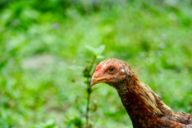 Photo perdre une tête de poulet