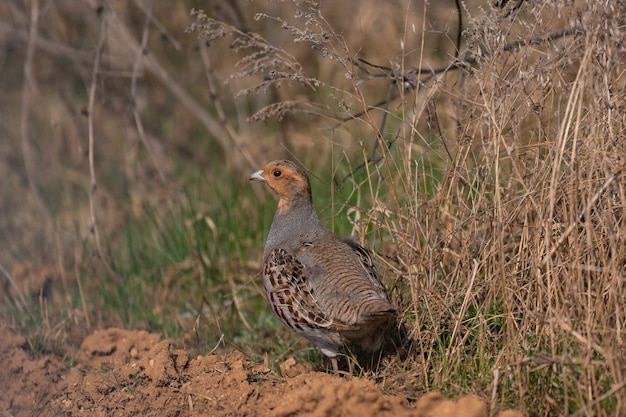 La perdrix grise, Perdix perdix, seul oiseau sur l'herbe.