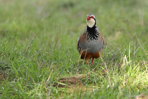 Perdrix à pattes rouges sur le terrain