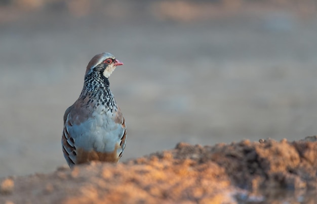 Perdrix rouge Alectoris rufa dans la campagne espagnole