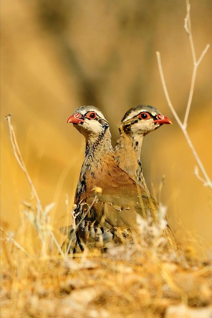 La perdrix rouge est une espèce d'oiseau galliforme de la famille des phasianidae