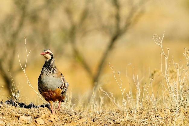 La perdrix rouge est une espèce d'oiseau galliforme de la famille des phasianidae