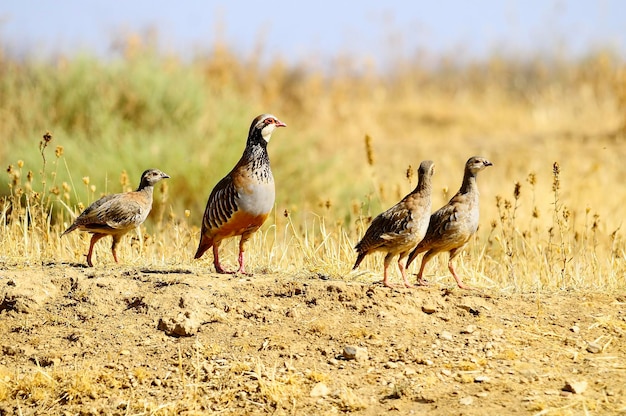 La perdrix rouge est une espèce d'oiseau galliforme de la famille des phasianidae