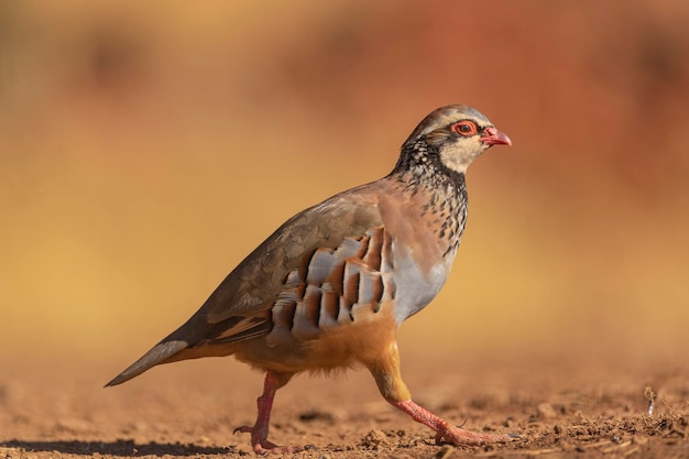 Perdrix rouge ou perdrix française (Alectoris rufa) Malaga, Espagne