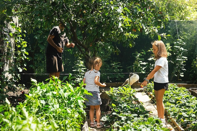 Père et deux petites filles cueillent des fruits et légumes dans leur parcelle de jardin par une chaude journée ensoleillée