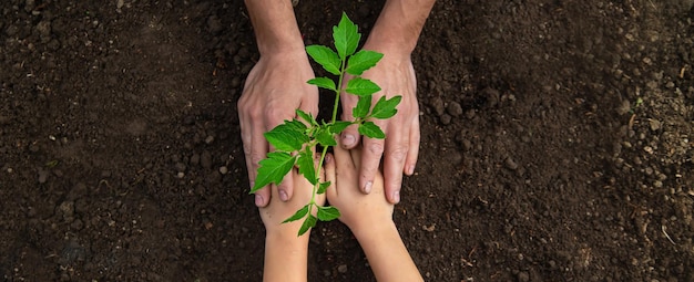 Père et enfant plantent une plante dans le jardin Mise au point sélective