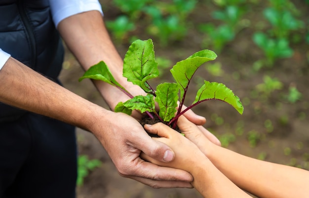 Le père et l'enfant plantent une plante dans le jardin