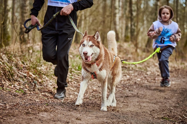 Père et fille en cours d'exécution avec un chien de traîneau Husky sibérien tirant dans le harnais sur la route forestière d'automne