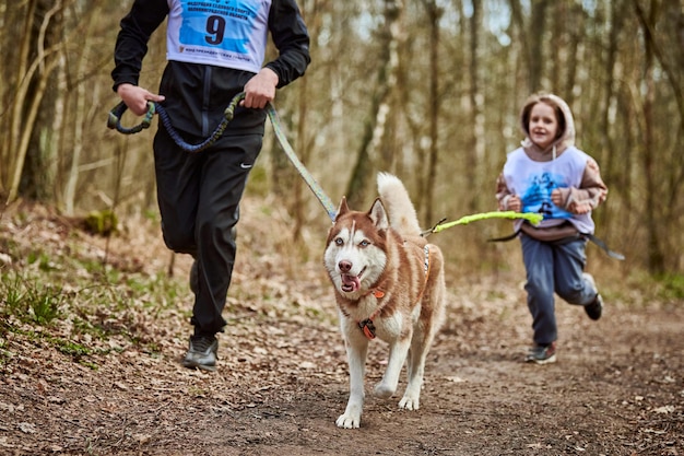 Père et fille en cours d'exécution avec un chien de traîneau Husky sibérien tirant dans le harnais sur la route forestière d'automne